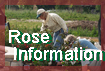 Rose Information