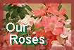Rose Information